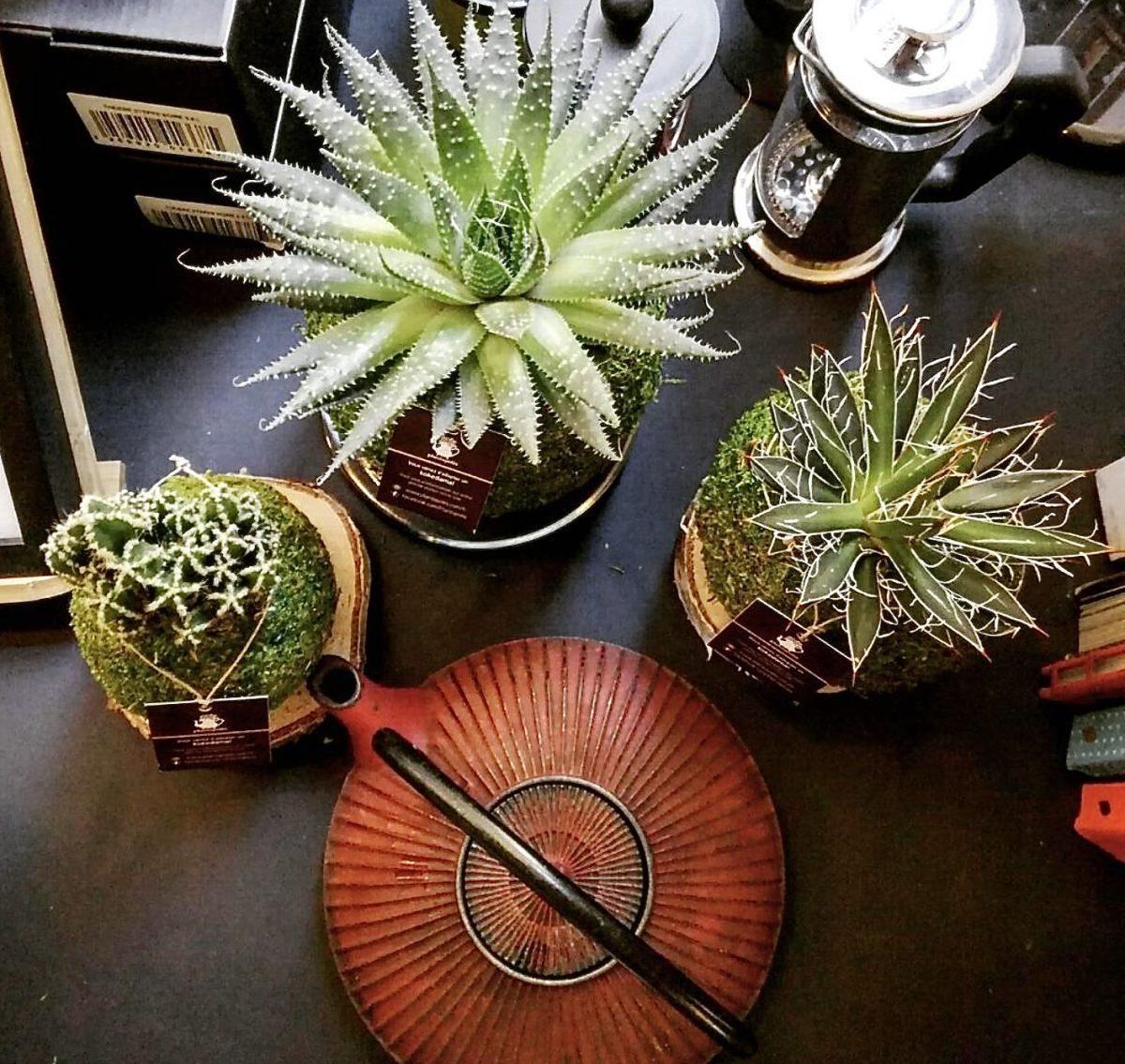 Plantapolis : l’art du kokedama, la déco végétale à Bordeaux